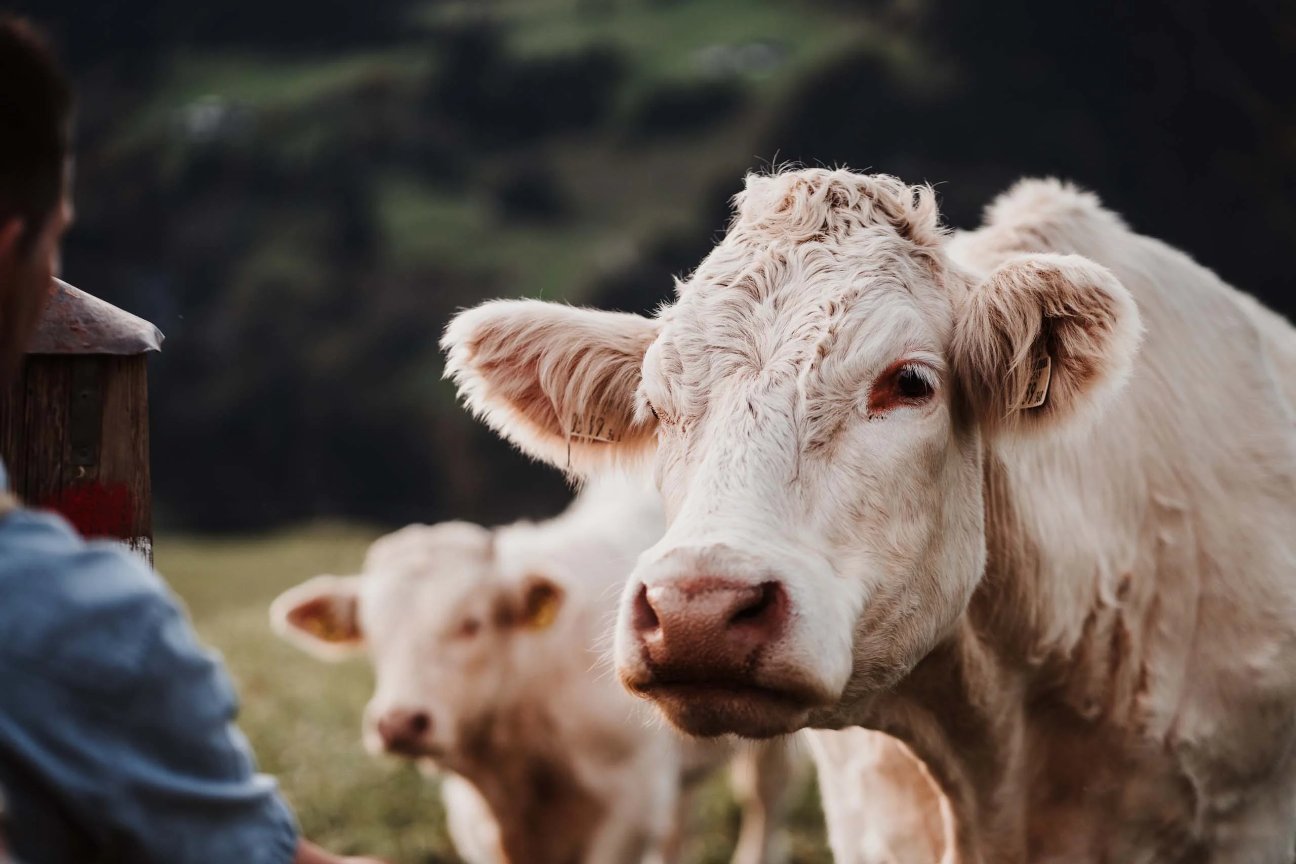 Die Ziach & Candy Bildergalerie