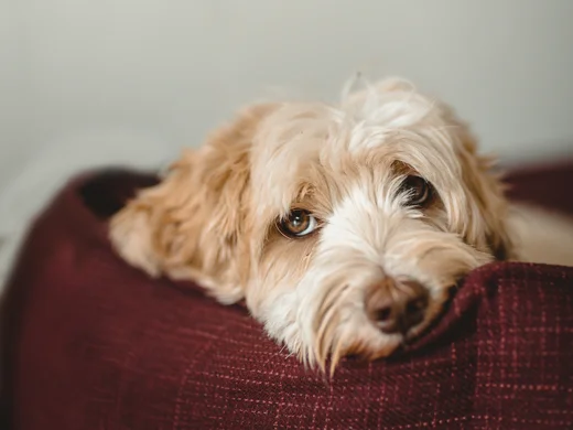Jede Menge Fun für Vierbeiner im Hundehotel in Großarl Jede Menge Fun für Vierbeiner im Hundehotel in Großarl
