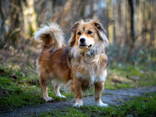 Jede Menge Fun für Vierbeiner im Hundehotel in Großarl Jede Menge Fun für Vierbeiner im Hundehotel in Großarl