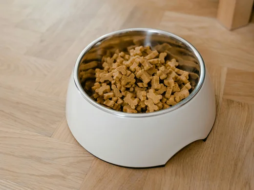 Jede Menge Fun für Vierbeiner im Hundehotel in Großarl Jede Menge Fun für Vierbeiner im Hundehotel in Großarl