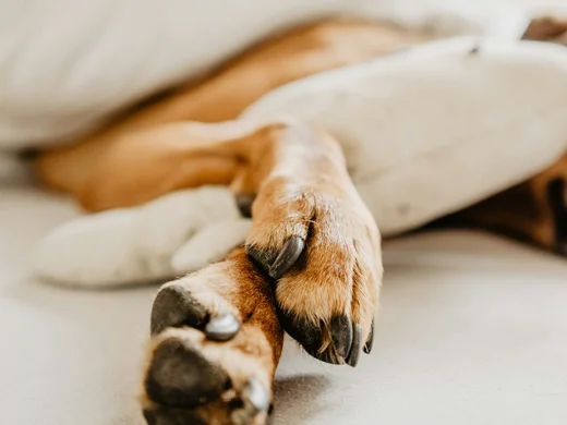 Skiurlaub mit Hund in Österreich – direkt an der Piste