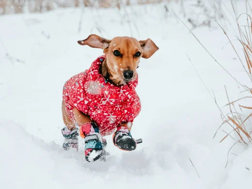 Skiurlaub mit Hund in Österreich – direkt an der Piste