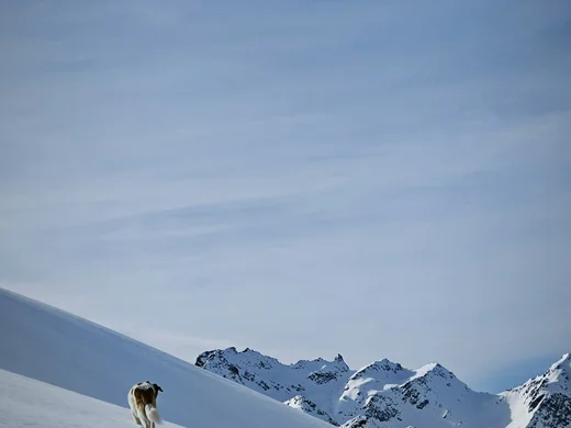 Skiurlaub mit Hund in Österreich – direkt an der Piste